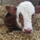 Illustration for article titled Newborn baby cow!!!!!!!!